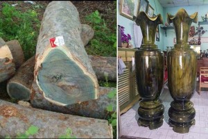 Bạn có biết gỗ trắc xanh giá bao nhiêu? Đặc tính ưu việt của trắc xanh
